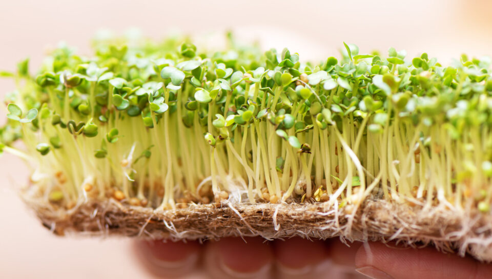 Microgreen. Sprouted mustard seeds on linen mat in female hands