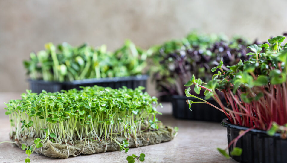 Different types of micro greens. Seed germination at home. Vegan and healthy eating concept. Organic raw microgreens.