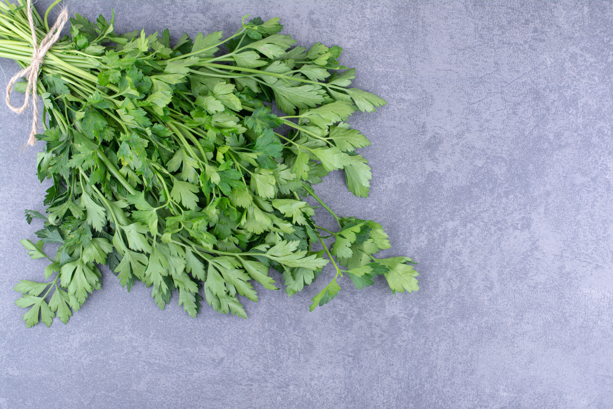 Coriander – Cilantro Microgreens