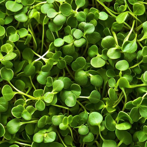 Bok Choy – Pok Choi – Chinese Cabbage Microgreens
