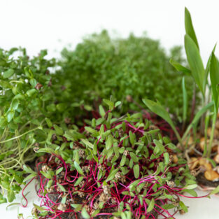 Micro green sprouts on white background.Spring avitaminosis. Sprouts of peas vegetable, Growing sprouts. Seed Germination at home. Vegan and healthy eating concept.