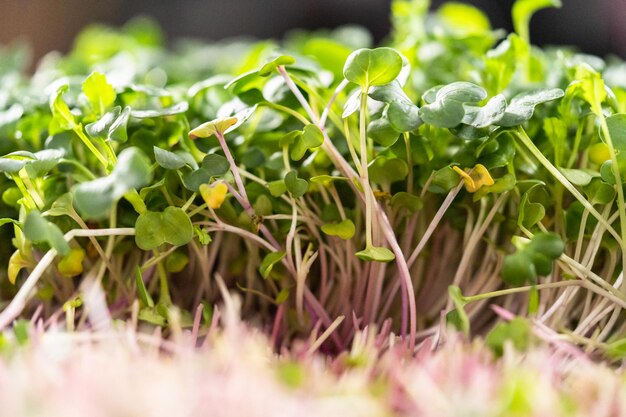 Mustard Microgreens