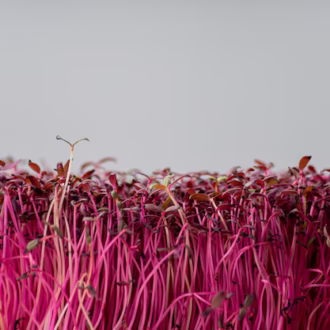 Red Amaranth Microgreens